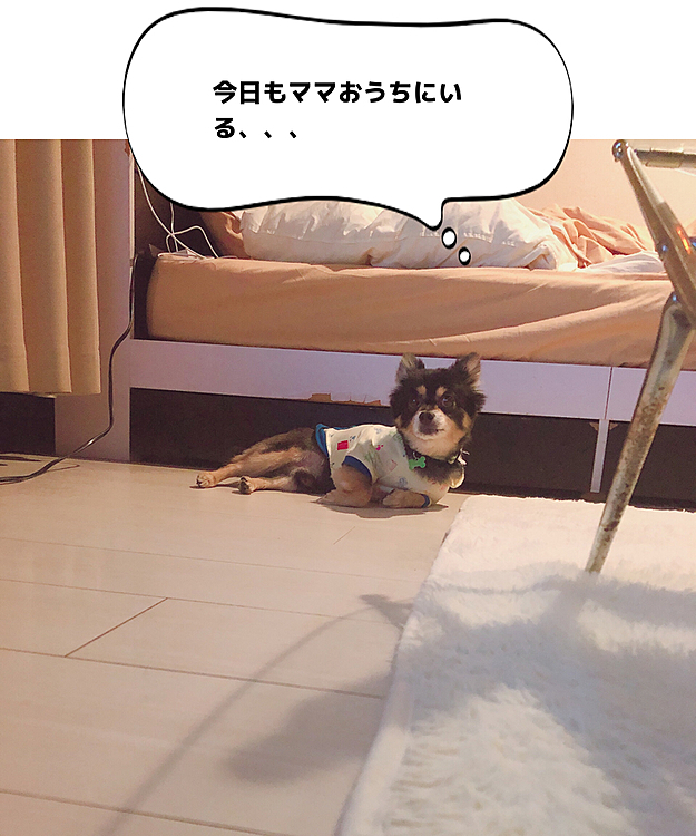 
お散歩行ったらわんことお散歩中の知り合いにも会うし😳

今日はいい日だなぁ🐶🌟

