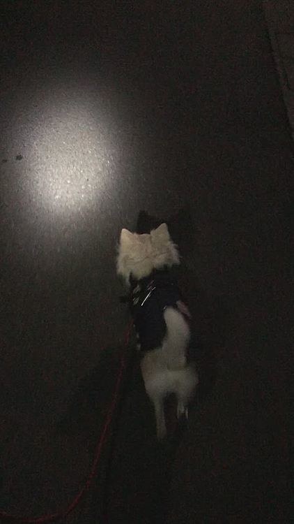 小雪は今朝も元気いっぱいお散歩してきました🎵🐶
家の前で、お散歩から帰ってきたお隣のはっちゃん(柴犬♀)に会ったね💕