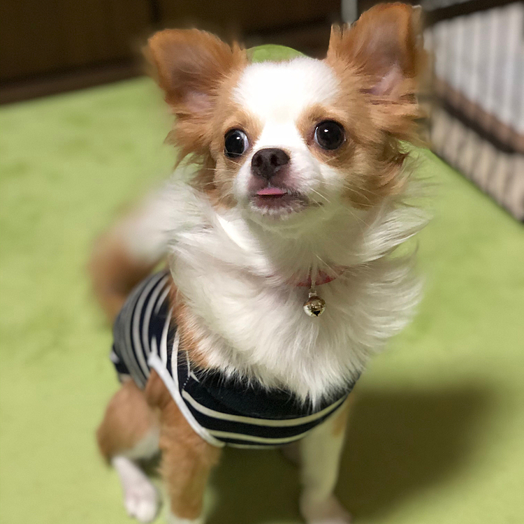 小春は朝から舌が出とります🐶🎵
ちょいちょい出してくるよね〜🤣