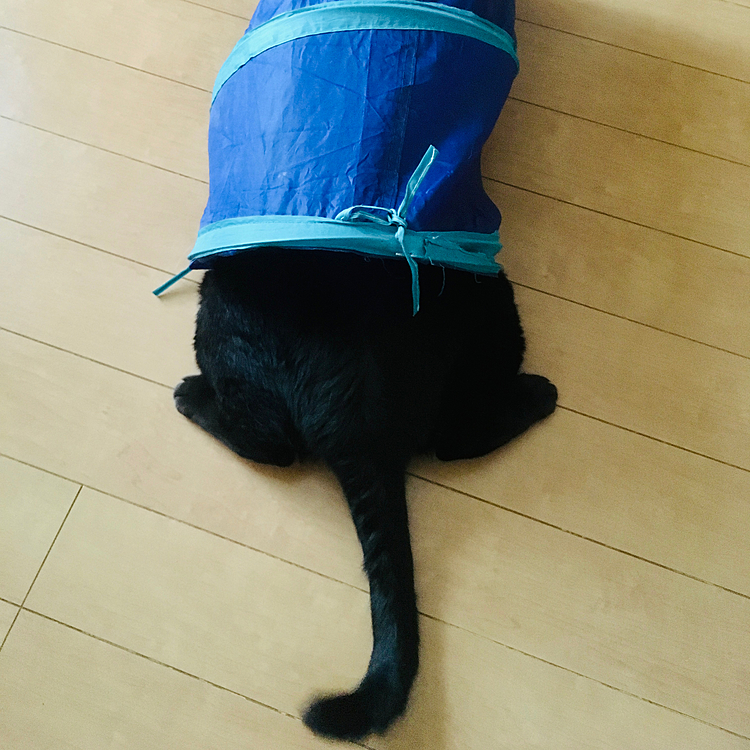 出れる⁉️笑笑(=^ェ^=)