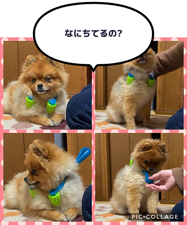 パパに、🐶用マッサージ器で遊ばれてる😁