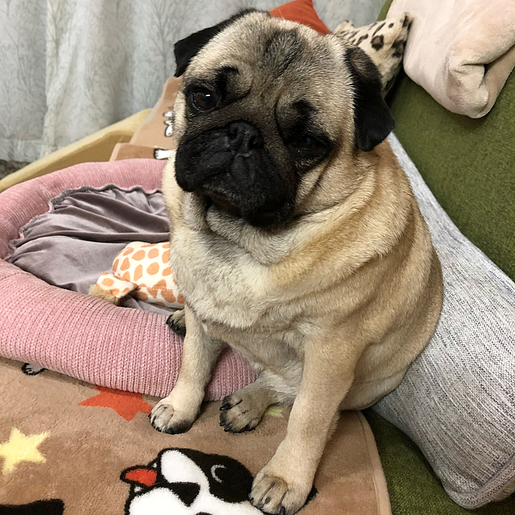 夕散歩から帰って眠気に襲われてます😊