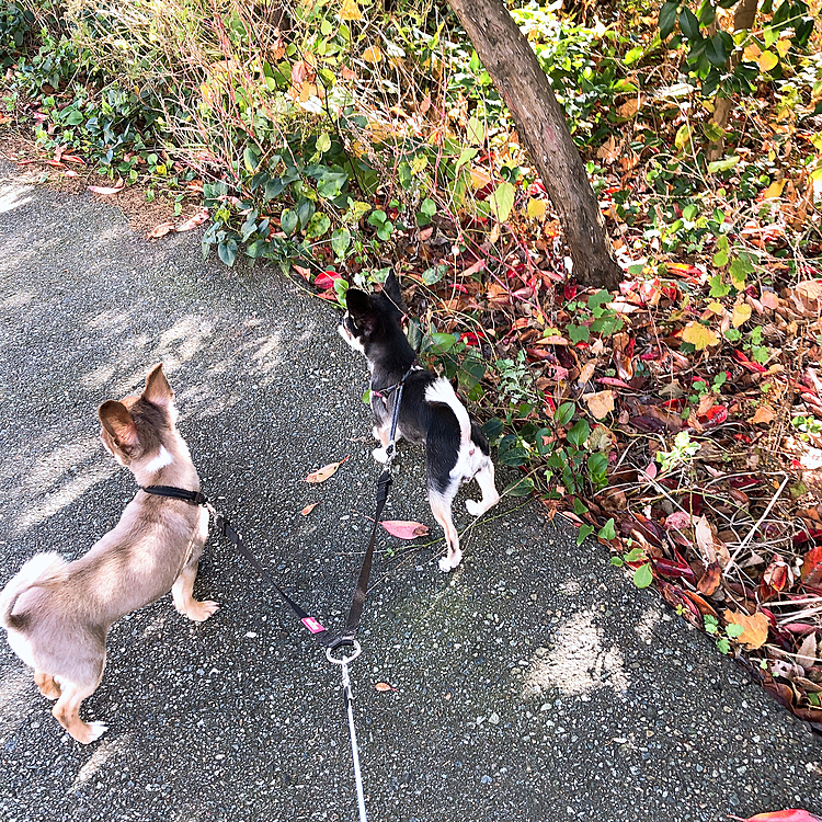 今日のおさんぽ。
