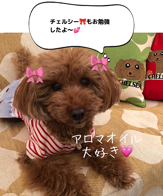 チェルシーのママしゃん👩ね、アニマルコミュニケーションとペットアロマのお勉強してるでしゅよ🤗🎀💕
一昨日は、ペットアロマの講座でチェルシー🎀も参加して来たでしゅ💕💕
良い香りに囲まれて幸せ気分でした〜💖