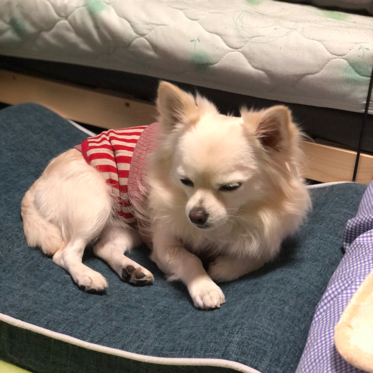 おはようございます☁️
今朝も暗くて、やや寒い💦

小雪はかなり眠いようです💤🐶