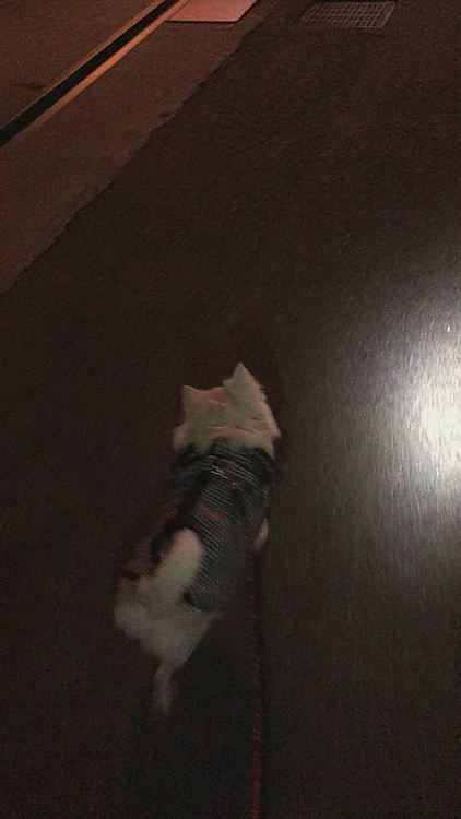 小雪は今朝も元気いっぱいお散歩してきました🎵🐶
途中、何かにびっくりしたようやけど…
逆に私がびっくりした小雪にびっくりしたわぁ🤣