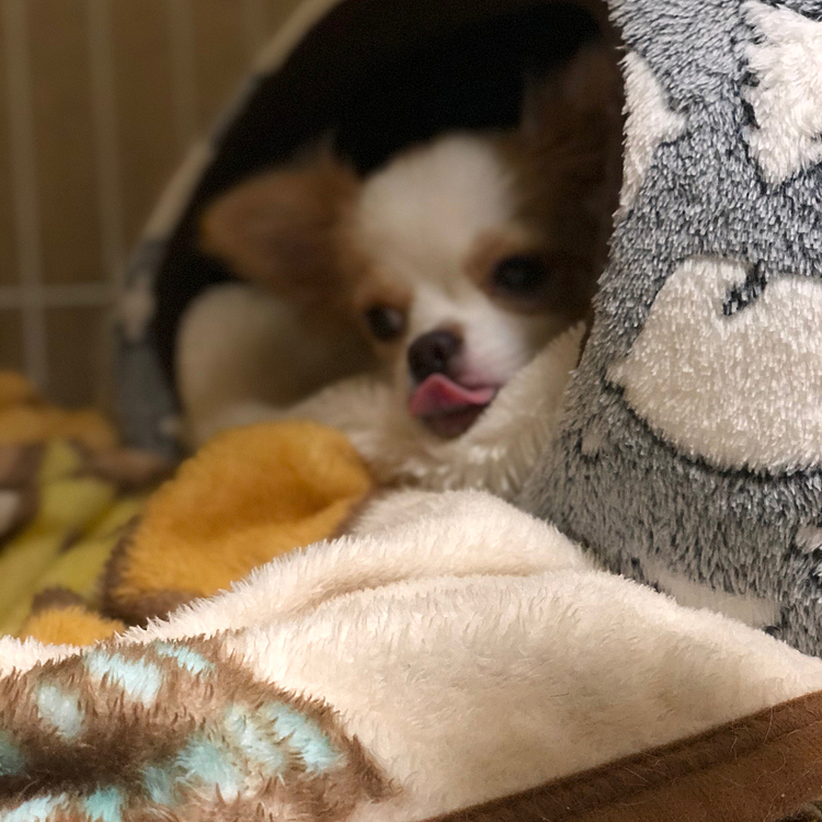小春‼️
またベロ出てるよ〜🐶
ってか、起きへんのか〜い🤣
