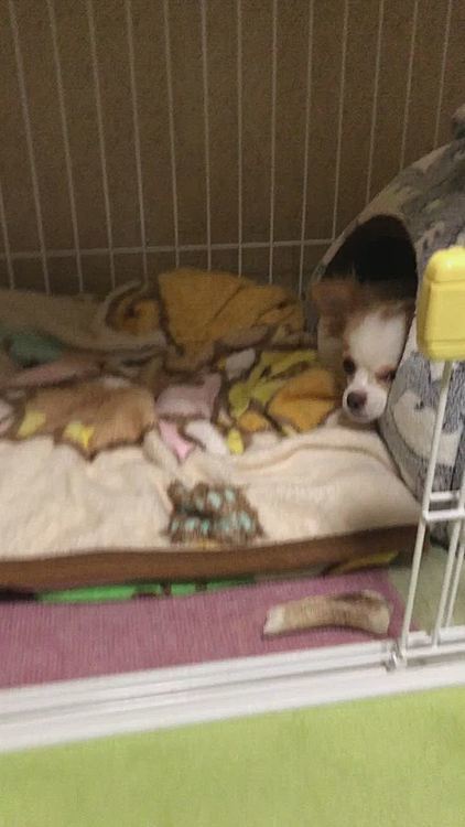 目は開いてるけど、出てこない🐶
ヌクヌクな場所から動きたくないのね🤣