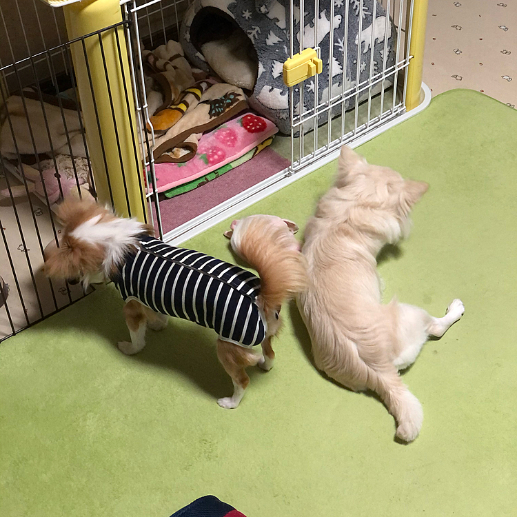 昨夜🌙
いい感じの距離感🐶🐶
こうして見ると、サイズの違いわかります❓
小雪　4.8kg
小春　3.04kg
身体の細さが違うよね〜🤣