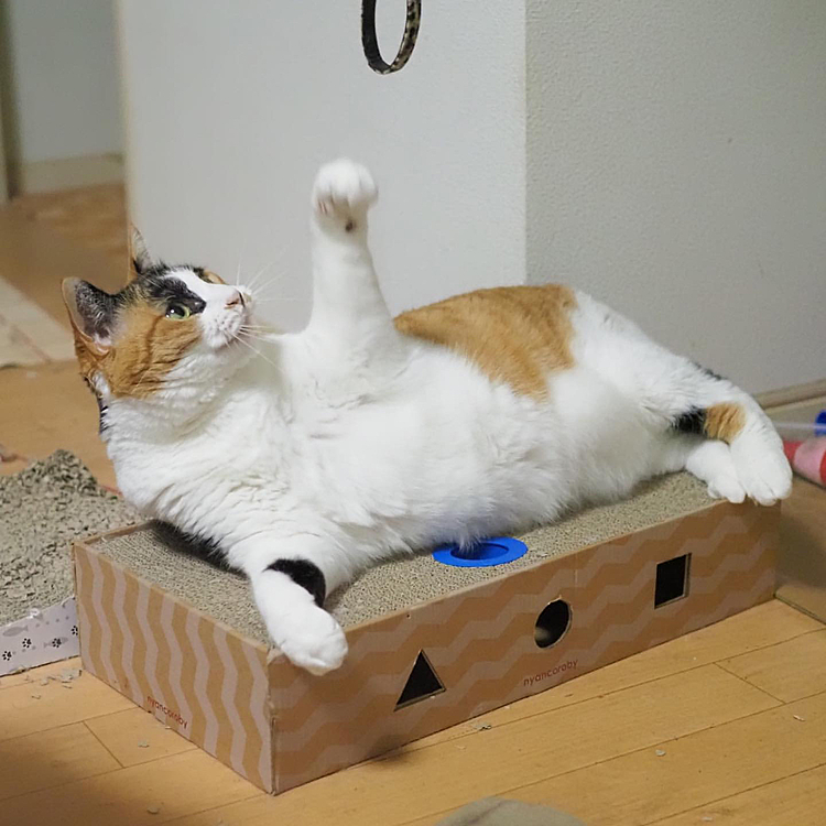 パンチするにゃ