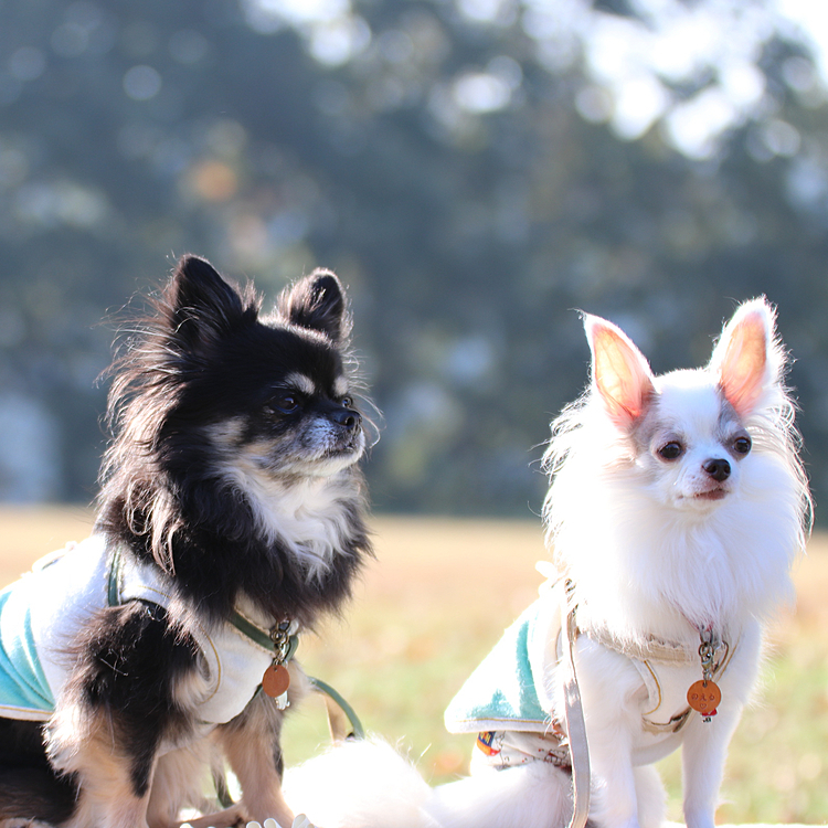 日向ぼっこ☀️

お日様が
背中にあたって
気持ち良さそうでした🐶💓🐶

のんびり🌿過ごす一日も良いものです🎶



