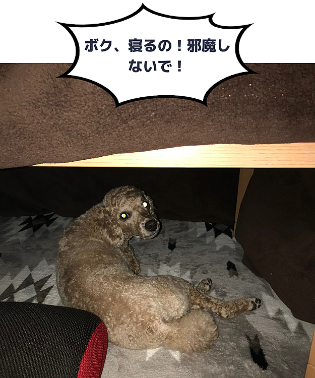 散歩後はこたつに潜り寝る体勢に🤣いつものことです(笑)