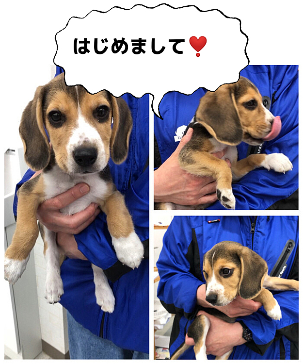 2020.11.28(土)
突然ですが、昨日出逢いが有りまして、明日の午後お家に来る予定になりました❣️🐶🥰

僕の名前はまだ決まってないワン🐶💦
よろしくねぇ🐶💕

2020.9.4🎂
