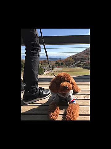 動画は過去のヤンチャ記録です🤣🤣🤣
躾教室ではダメな事を叱ったり叱らなかったりすると🐶は混乱するので毎回必ず同じ行動をするように言われたのでほんとエンドレスで叱ってばかりいました😢
いつもは甘々でメロメロなママですが、叱る時は本気です👹
メリハリが大事なので声のトーン3オクターブ以上違うかも😆
動画はヤンチャ絶頂期の1歳前後のハッピーです🎶