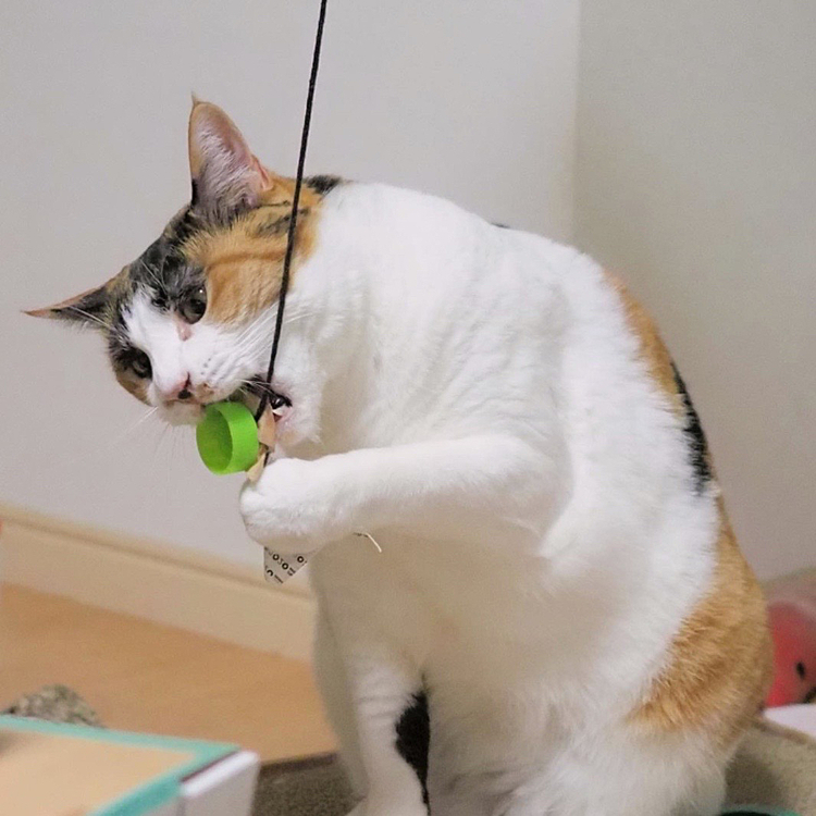 捕ったにゃ