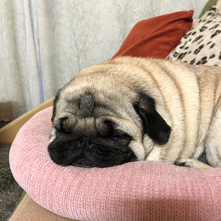 とうちゃん寝坊のため、朝散歩中止😓
