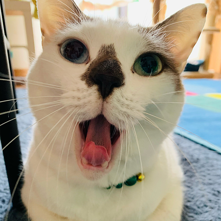 あくび〜〜(=^x^=)