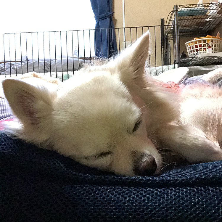 おはようございます☀
今朝は寒くて朝寝坊しました💦