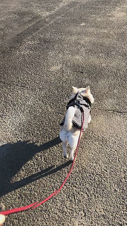 小雪はお散歩へ行ってきました🎵🐶
昨日は朝から血液混じりの嘔吐して、兄が病院へ連れてくれました🏥
そのまま夕方までショートステイして、仕事終わってから迎えに行きました🚗
造影剤＆レントゲンしてもらい、レントゲン見ながら説明を聞いたら、食道・腸は綺麗で大丈夫とのこと👍
爪楊枝の破片みたいな物が胃壁を傷つけて血が混ざったようです💦
夕方のレントゲンでは、前夜のご飯は直腸へ移動してたので💩を要チェックとのこと💦
とりあえず3日間は胃薬とウエットフードで様子見るように言われました💦
