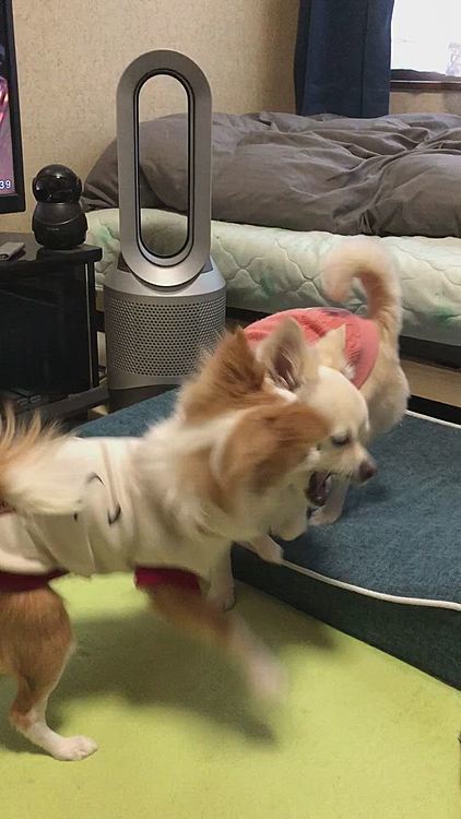小雪はゆっくり寝たいのに、小春は遊んでほしくてストーカー🤣