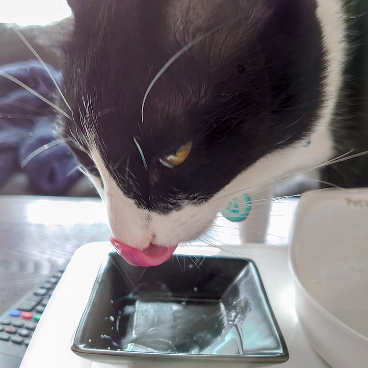 パパちゃんが　用意してくれた　ヨーグルト食べてガマンするか…