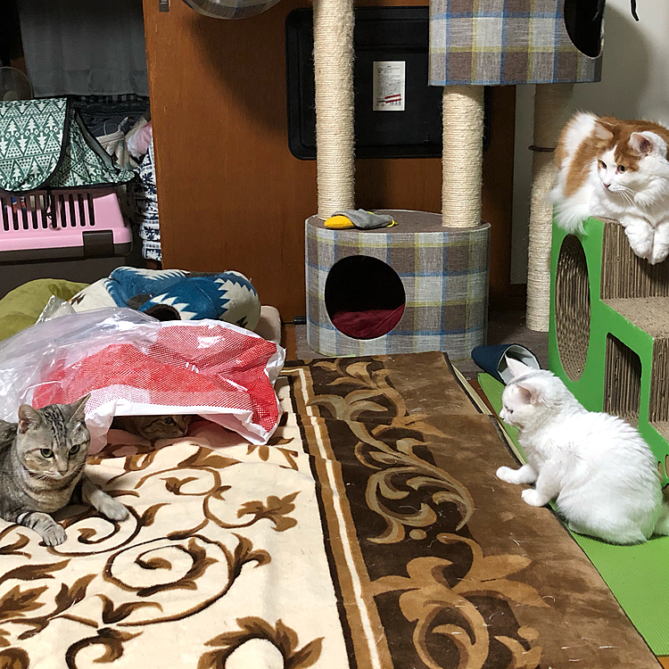 なんかわからんけど・・・
距離感ビミョー・・・

ちなみに袋の下にもおります