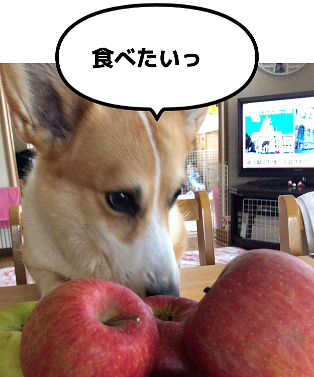 りんごの国の🍎お友達からリンゴを貰ったよ❤️まある、クンクンし過ぎだよ🤣
まあるは、リンゴが大好き❤

