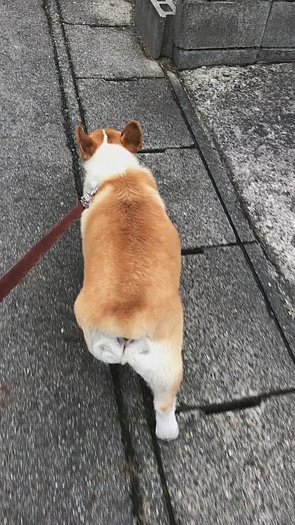 今朝も寒かったけど、朝のお散歩行ってきたよ😍
力が有り余ってる。。笑笑
元気な証拠だね😍
よろしー😍👍👍