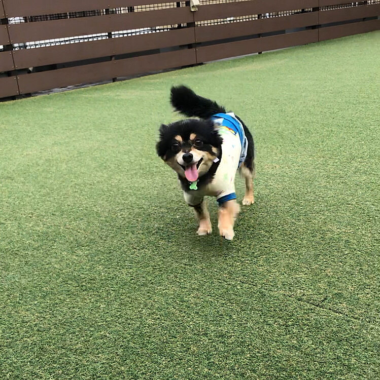 愛犬ヴィレッジに来ました🐾🌟
今日は日曜日。激混みでお友達たくさんです❣️

入店時にワクチン証明、狂犬病証明が必要になっていました😳
今日は持ち合わせてなかったので次回から、、💦

