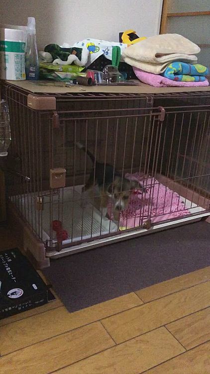 こんなに暴れたら頭ぶつけるよね〜🤣
