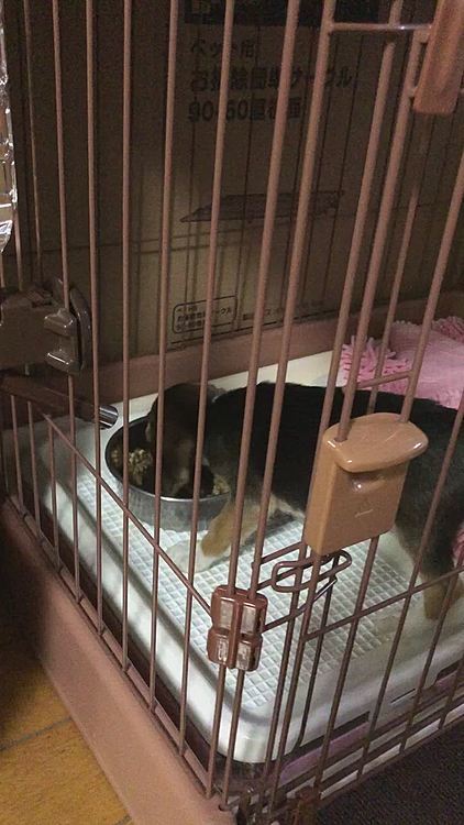 食欲旺盛❣️さすがビーグル犬🐶
