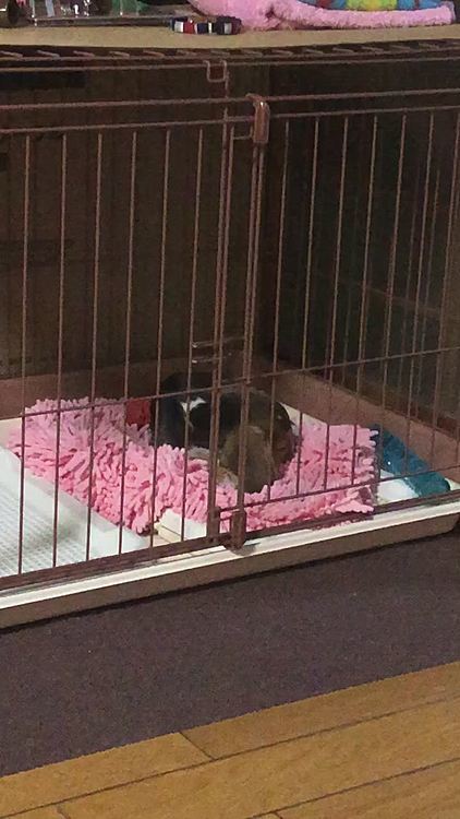 食べて暴れて寝てます🐶💤

貴重なパピーの時期を楽しみたいと思います
♪(๑ᴖ◡ᴖ๑)♪
躾が不安…😅