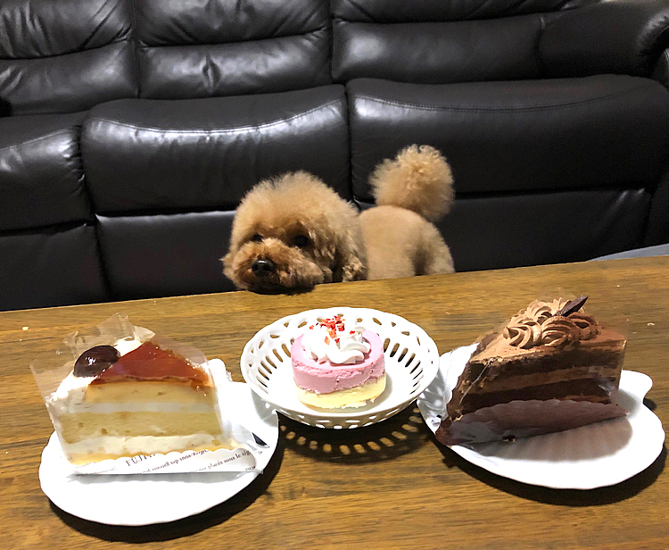 2020-11-30  🎉マルコリーニ君　4歳🎉

昨夜、ペットショップで犬用ショートケーキ買って、
隣でついでに人間用のケーキ買って食べました。