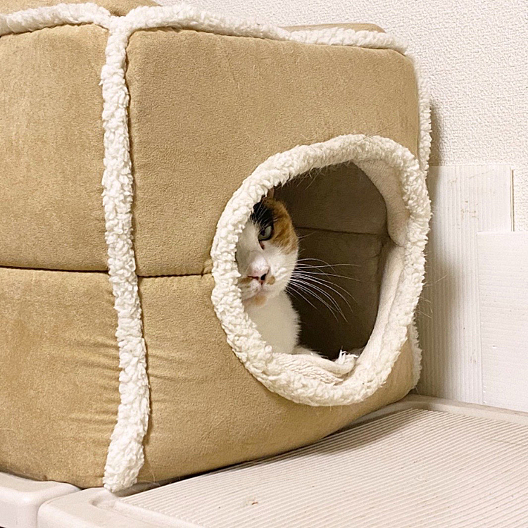 ちらり