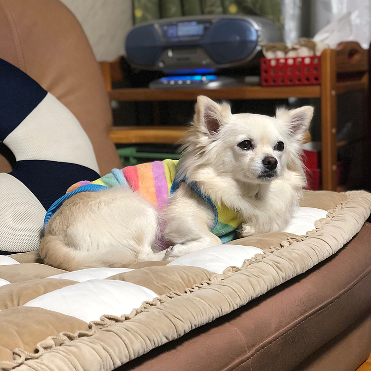 ふぅ〜🎵
お散歩、疲れたわぁ🐶って感じで寛いでるけど…アンタ…
お散歩10分やったやんッ😂