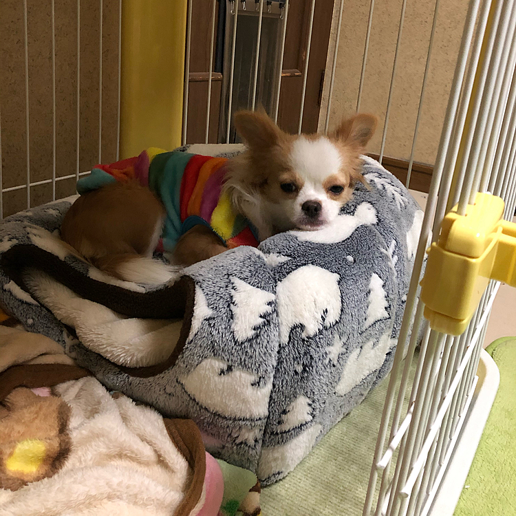 小春〜
ドーム型ベッドってそんな使い方やった❓
なんか間違えてな〜い❓🤣
そこに乗ったら入られへんやないか〜ぃ🤣