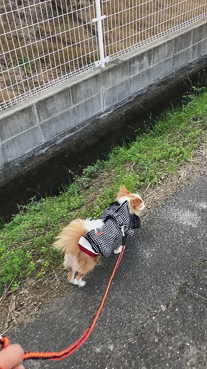 昨日、昼ん歩に行きました🐾👣
小雪とお揃いのアウターで💕
まだまだお散歩の練習不足やけど、お外も楽しかったね😊