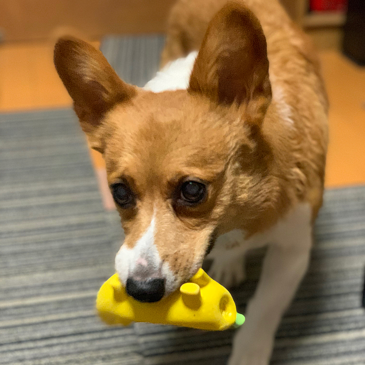 おはようございます😃
今朝も早〜くから暴れております😅
今朝はサッカーボール⚽️ではなく、バナナドッグ🍌🐶😆
これこれ‼️これが出ると我が家では禰󠄀豆子出た〜と盛り上がります😆
わたしは見たことないのですが…😅
