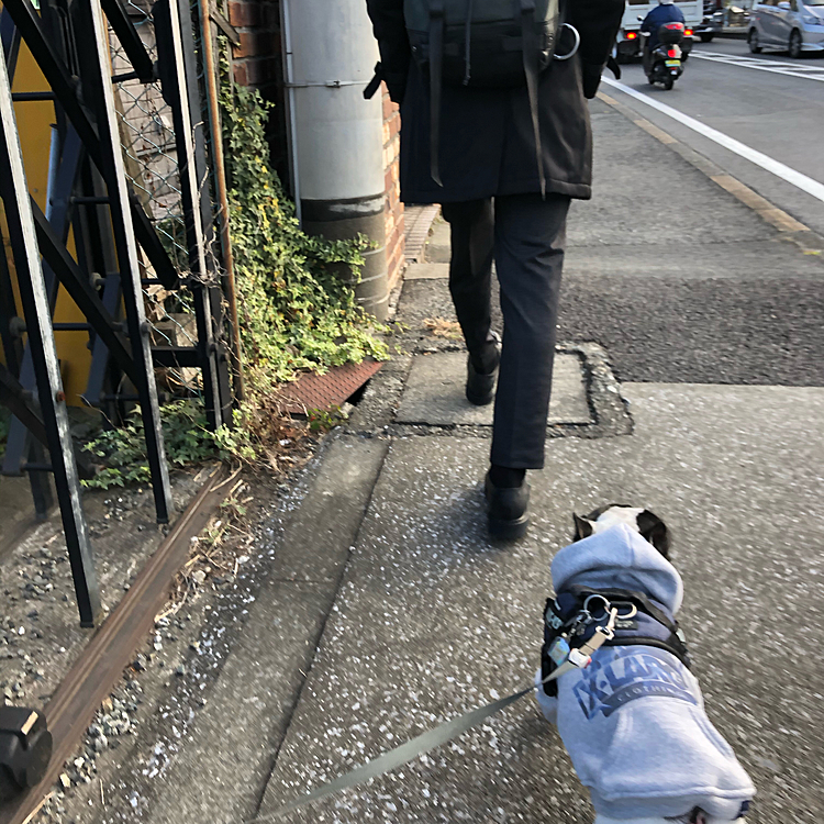 今朝のお散歩は駅に向かう次男と途中まで一緒です😀