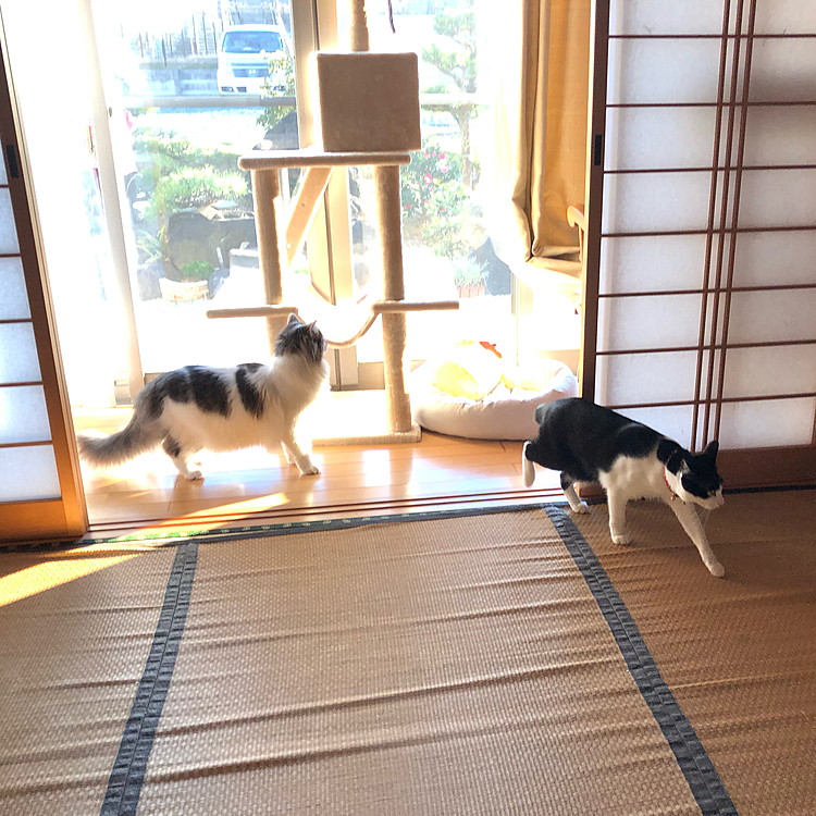 そそくさ逃げていきますꉂ(ˊᗜˋ*)