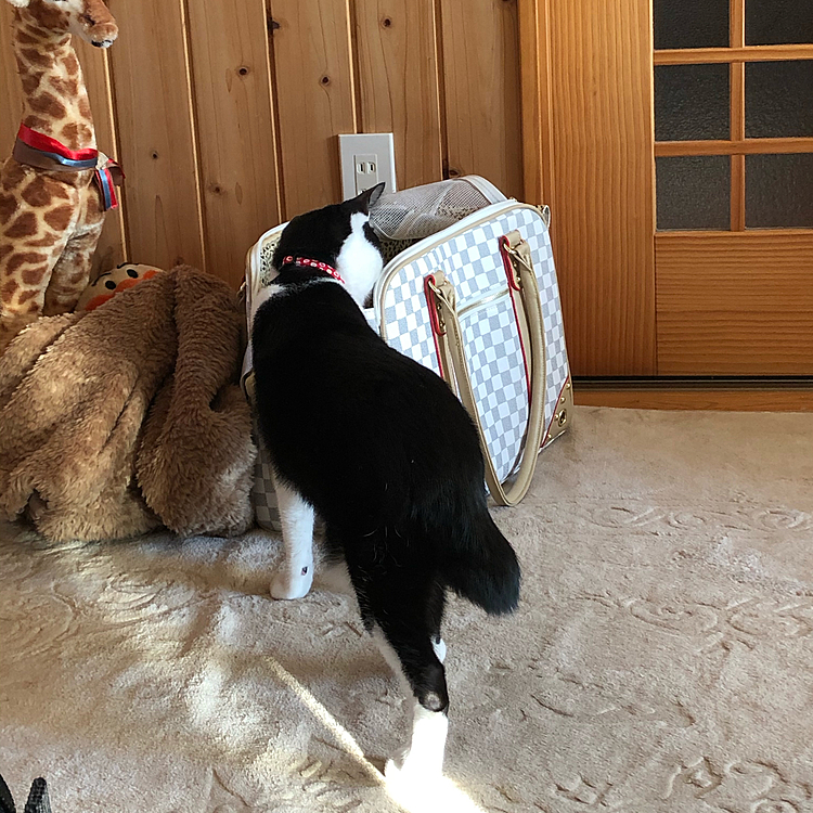 ゴマくんもハルちゃんが気になるようで、バッグくんくんしてました！(*´︶`*)

ハルちゃんがバッグから出てくる前はお互い挨拶してたけど、小顔だからあんな巨体が出てくるとは思ってなかったのかビックリしてましたꉂ(ˊᗜˋ*)

ハルちゃんがもう少し小さければ警戒されなかったかも…