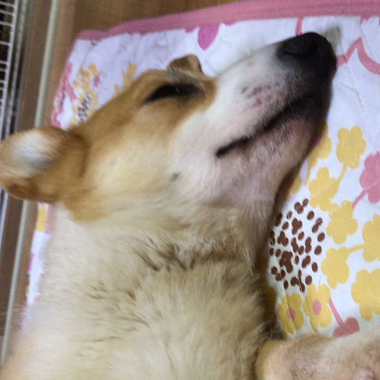 遊び疲れて私の横でスヤスヤ寝てました🤣