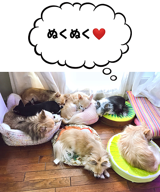 今日は曇り空で日向ぼっことはいきません💦
暖房の吹き出し口の下でみんなでぬくぬく😴💤💕☺️❤️🐾