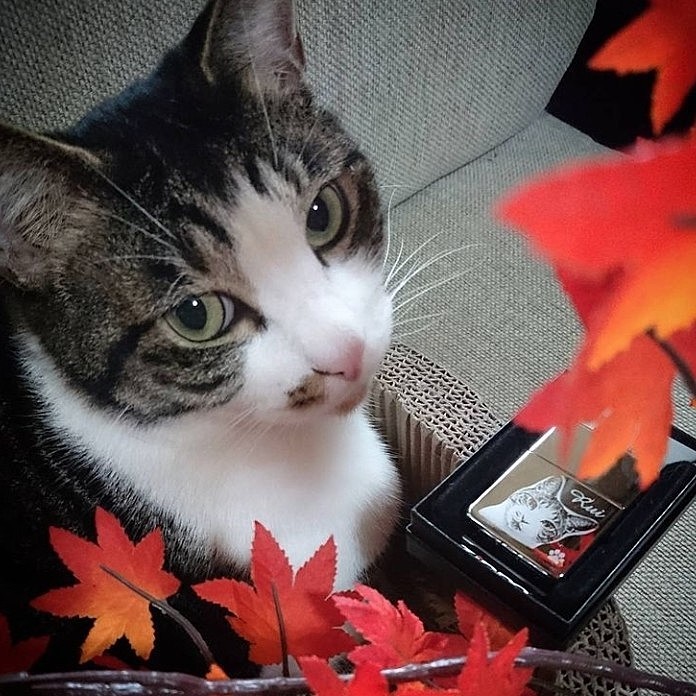 類は息子の特製ZIPPOと🍁(ZIPPOは息子の部屋飾りに)