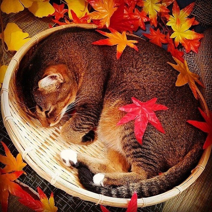 愛は🍁の中 グッスリとお休み😴
またゆっくりと和のニャンズ撮りたいな♪