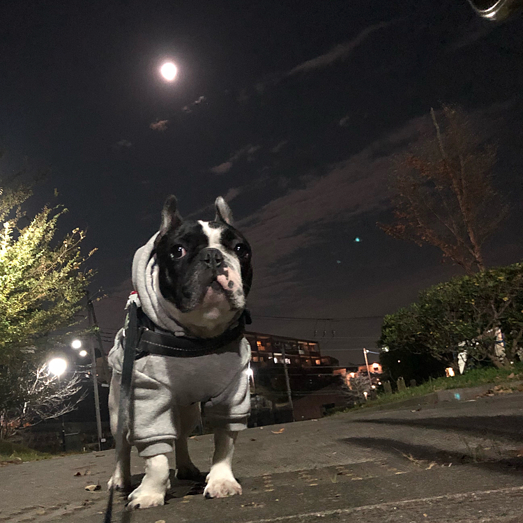 今日の夜散歩も月が綺麗でした🌝