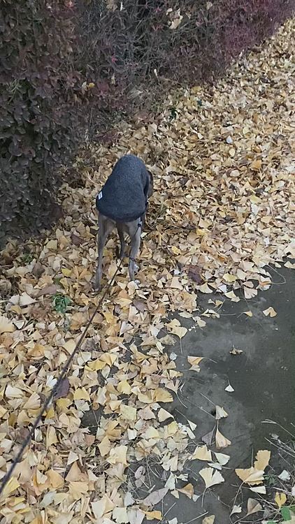 この時期、枯葉を踏む音に癒されます🍁