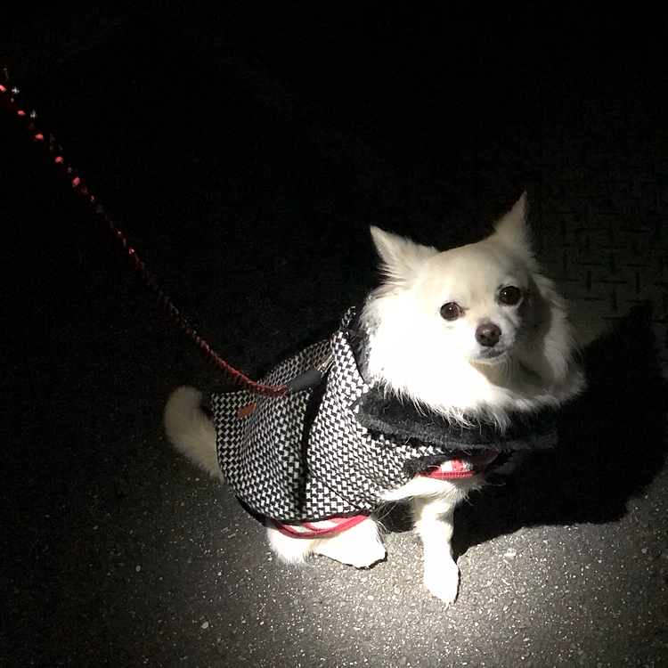 おはようございます😄
小雪、今朝はお散歩の気分だったようです🐶🎵