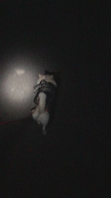 元気いっぱいお散歩してきました🐶🎵
寒いけどアウター着てるから大丈夫かな❓