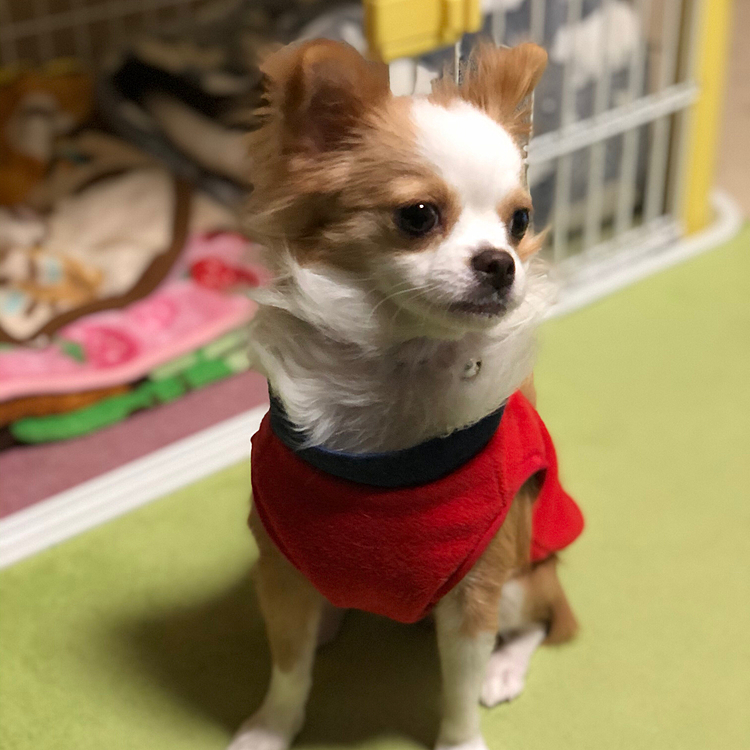 小春、起きました🐶🎵
まだちょっとボ〜ッとしてますけど…